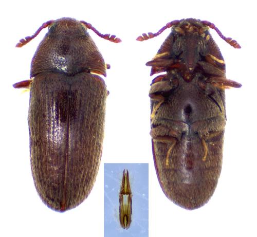 Réf. 351 802 : Aulonothroscus brevicollis